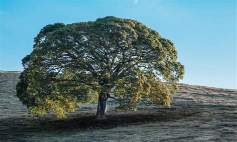 10 Plants from the Brazilian Cerrado and their properties - Glamping