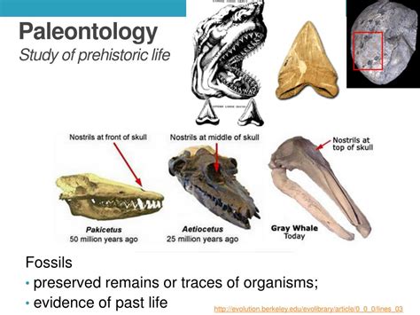 Paleontology Meaning