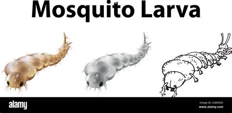 Mosquito Larva In Three Sketches Stock Vector Image Art Alamy