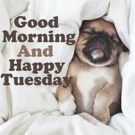 Happy Tuesday Quotes Hilarious Good Morning Tuesday Memes - ShortQuotes.cc