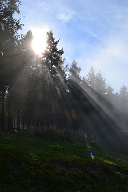 Sonnenschein Harz Tannen Kostenloses Foto Auf Pixabay Pixabay