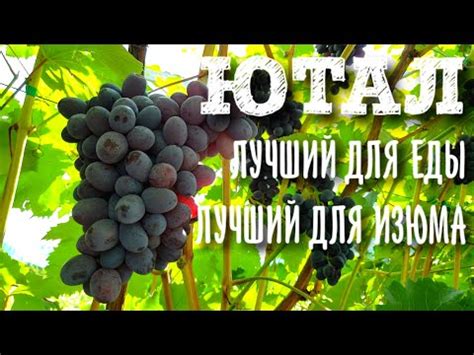 КИШМИШ ЮТАЛ. ЭТА ГИБРИДНАЯ ФОРМА ЗАТМИЛА ЮПИТЕР. ЛУЧШИЙ ИЗ КИШМИШЕЙ ...