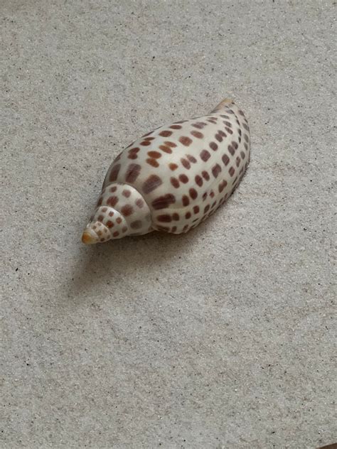 Junonia Shell - Etsy