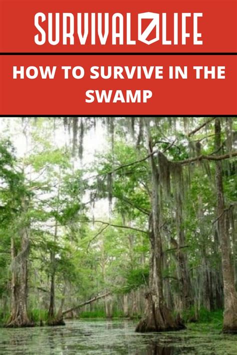 Lou Mcleod How To Survive In The Swamp