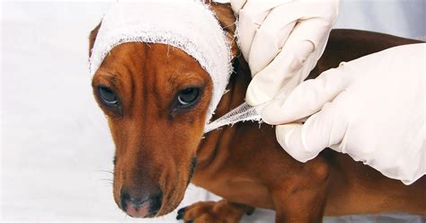 Dog injuries (Major Trauma)