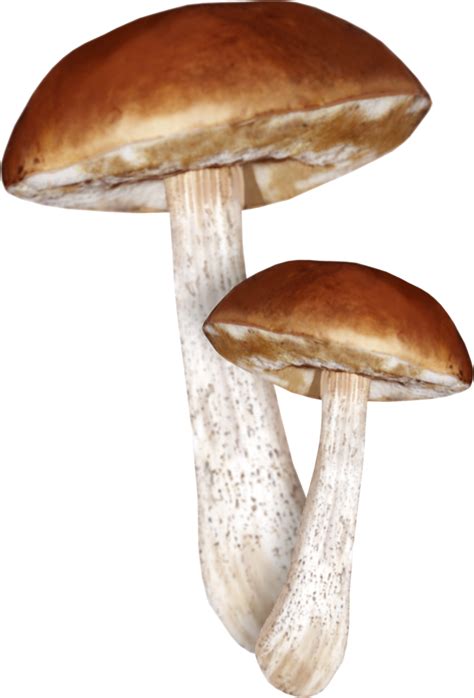 Картинки с грибами - Грибы - Картинки PNG - Галерейка