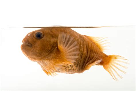 Fis027 00095 Joel Sartore