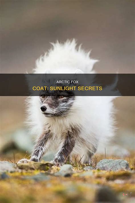 Arctic Fox Coat Sunlight Secrets Shunvogue