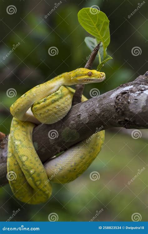 Arbre Vert Python Morelia Viridis Sur Branche De L Arbre Jaune Couleur