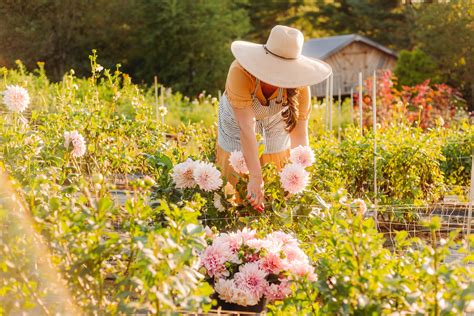 Overwintering Dahlias — Flourish Flower Farm