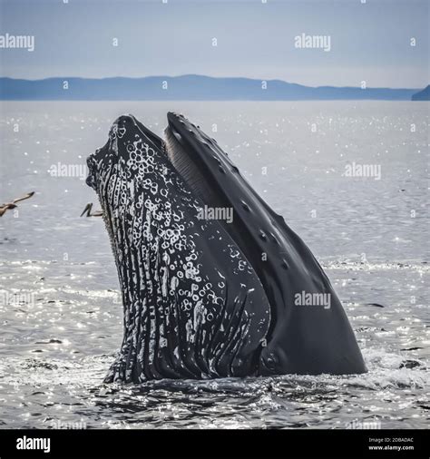 Blue whale mouth hi-res stock photography and images - Alamy