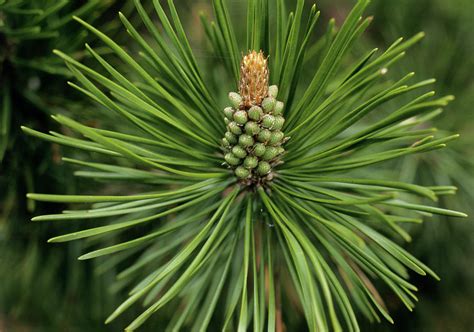 Pine Tree Flower Photograph By Duncan Shawscience Photo Library Pixels