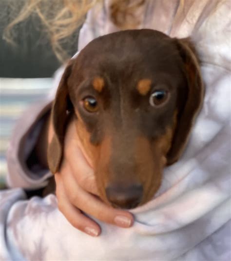 Success Stories Dachshund Rescue Australia