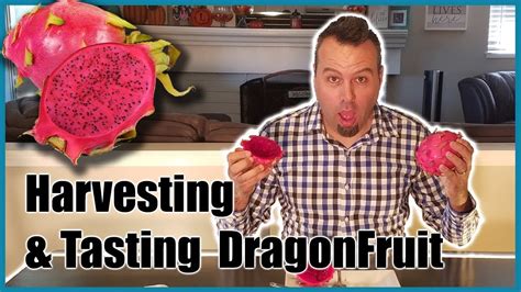 Harvesting Dragonfruit Tasting Dragon Fruit For The First Time Youtube