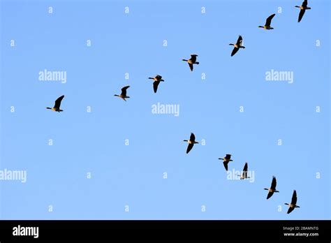 Animals Bird Birds Fly Avian Water Birds In Water Nature