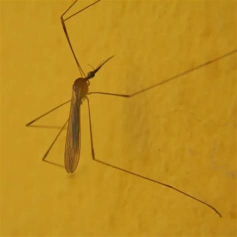 The Mosquito Discover Fascinating Facts And Information Ab