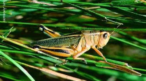 Booming Grasshopper Populations Destroying Already Beleaguered Prairie Crops Lethbridge News Now