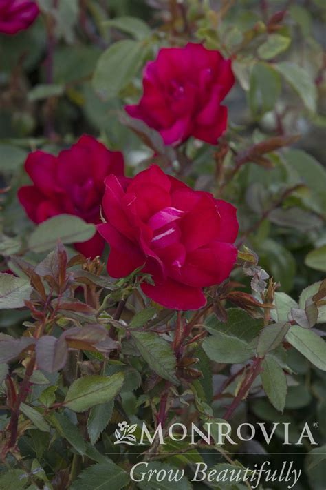 Rose Grace N Grit Red Thetreefarm