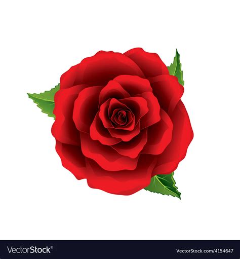 Red rose flower top view isolated on white Vector Image