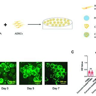 Cyto Biocompatibility And Cell Viability Of Curcumin Loaded PEG GelMA