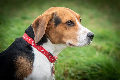Beagle Dog Animal - Free photo on Pixabay - Pixabay