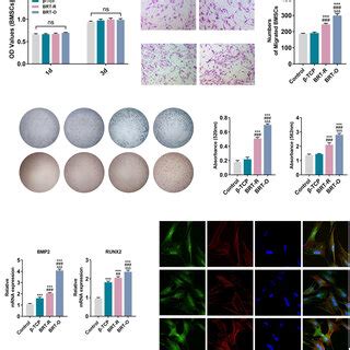 BMSCs Proliferation Migration And Differentiation In Response To The