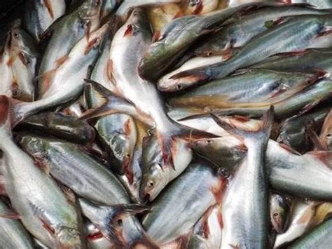 Mumpung Belum Terlambat Mulai Sekarang Coba Rutin Makan Ikan Patin