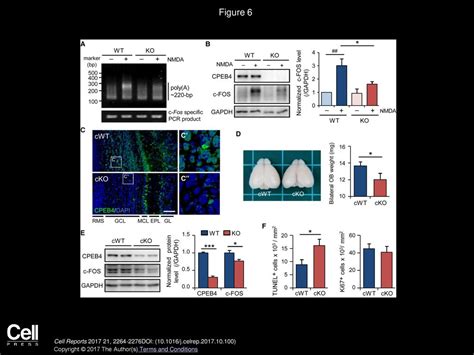 Olfactory Experience And Developmental Stage Dependent Control Of