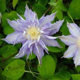 Clematis Thyrislund (Patens Group) Venta online en España directamente ...