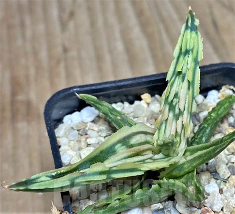 Shpr Aloe Tct Hybrid