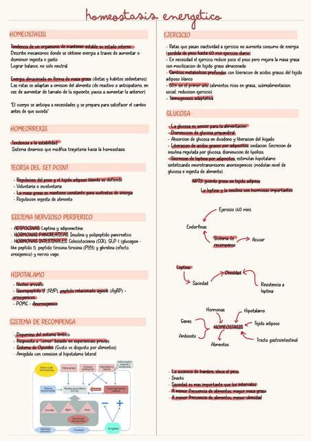 Homeostasis Energetica Sandy Udocz