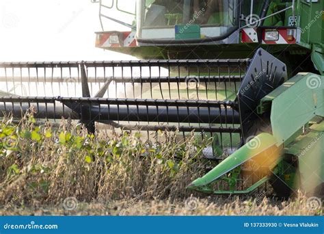 Harvesting Of Soybean Field With Green Combine Stock Photo Image Of