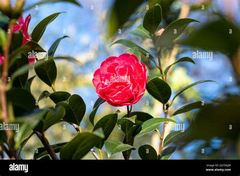 Close Up Of Camellia Japonica Red Rose Flower In The Garden Sunny