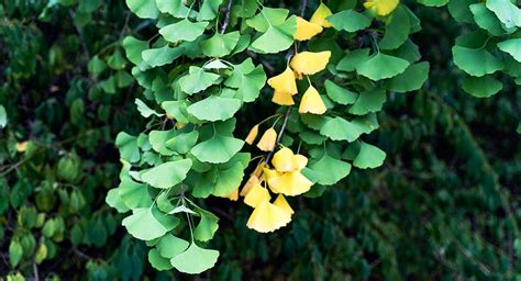 Beneficios Y Precauciones Del Ginkgo Biloba Guía Completa