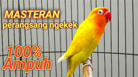 Perangsang NGEKEK Enggak Pake Lama Lovebird Yang Dengar Terpancing