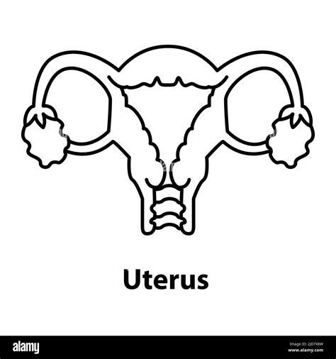 female, anatomy, gynecology, ovary, pregnancy, medicine. Isolated flat illustration hand draw on ...