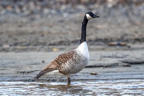 Canada Goose Branta Canadensis Wildlife Vagabond