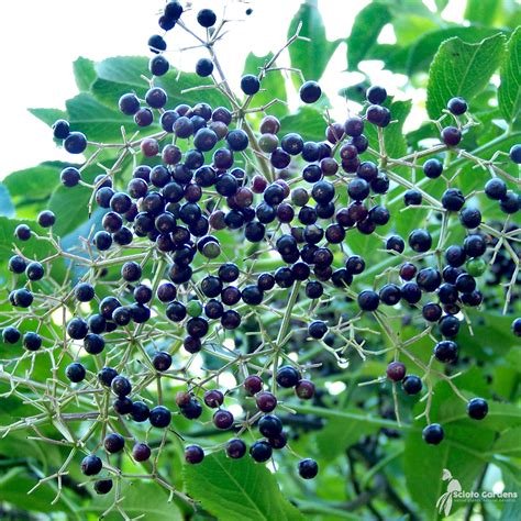 Sambucus Canadensis American Elderberry Scioto Gardens Nursery