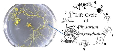 The Physarum tube networks and life cycle Adopted from [40] | Download ...