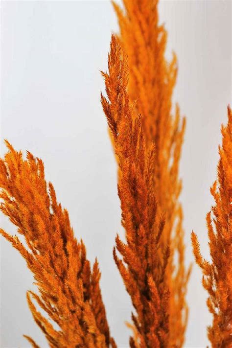 Order Preserved Orange Pampas Grass Plantshopme Uae