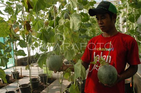 Wisata Buah Antara Foto