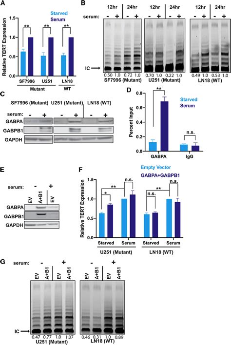 Gabp Links Proliferation To Mutant Tert Promoter Activity And