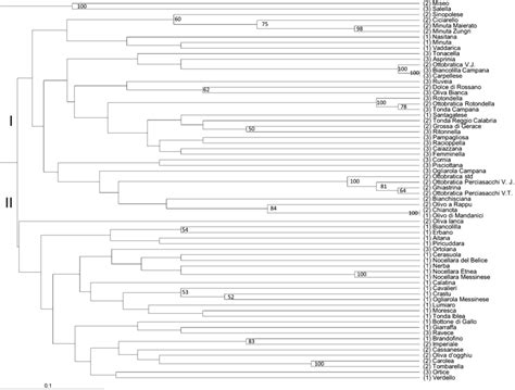 Consensus Upgma Dendrogram Showing Relationships Among The Olive