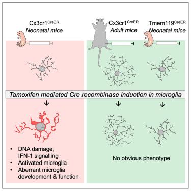 Cx3Cr1 Cre Induction Leads To Microglial Activation And IFN 1 Signaling