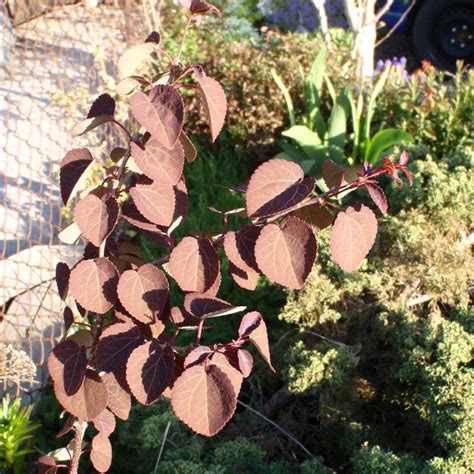 Cercidiphyllum Japonicum Rotfuchs Red Fox Katsura From Antheia Gardens