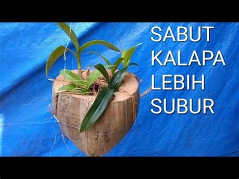 Cara Menanam Anggrek Dengan Media Sabut Kelapa Youtube