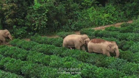 《与象同行》纪录片完整版 该片跨越云南省四个州市 Isenlincn