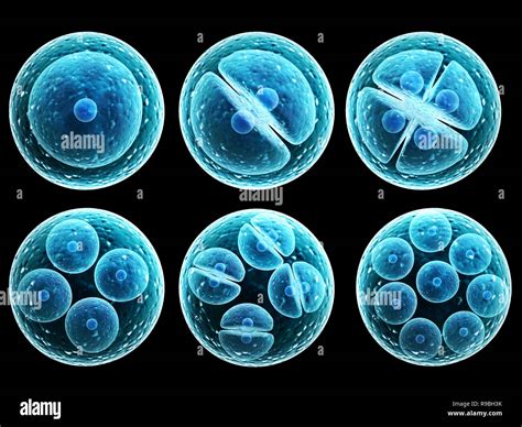 Zygote Cell Division Stock Photos & Zygote Cell Division Stock Images ...