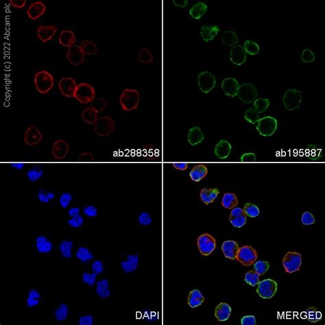 Recombinant Alexa Fluor Anti Cd Antibody Epr Ab