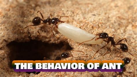 The Behavior Of Ant Youtube